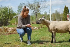 Ivanhoe Twig Vest ongeverfde wol